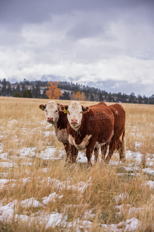 Hereford Cattle in Pasture 81118