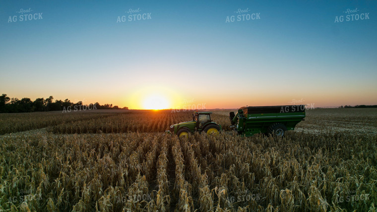 Corn Harvest 65042