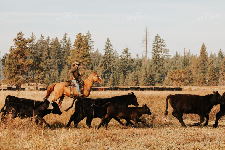 Rancher in Pasture with Cattle 66078