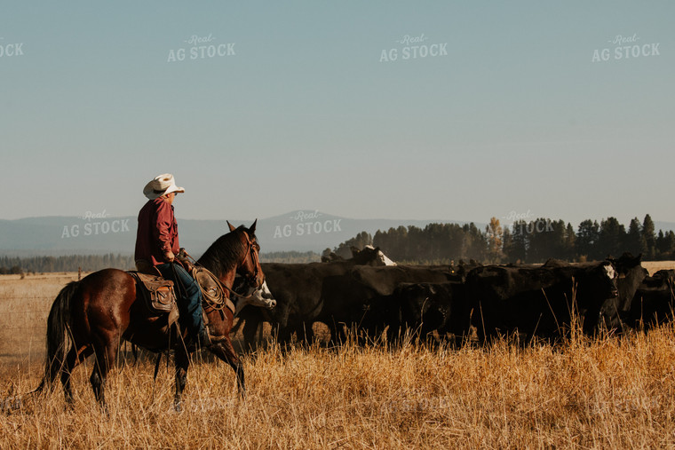 Rancher in Pasture with Cattle 66081