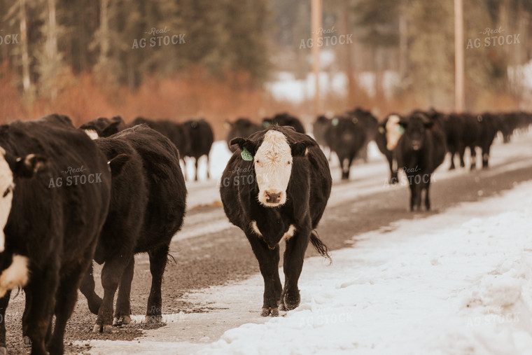 Cattle on Gravel Road 66086