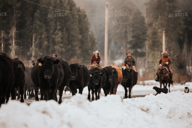 Ranchers Herding Cattle 66087