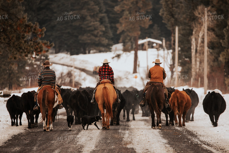 Ranchers Herding Cattle 66094
