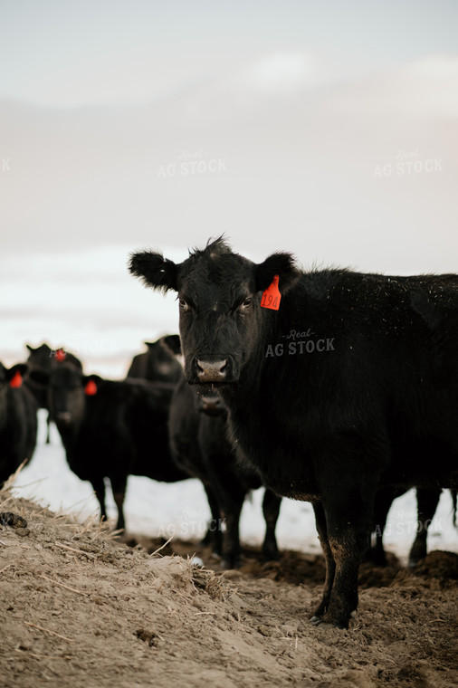 Cattle in Snowy Pasture 54039
