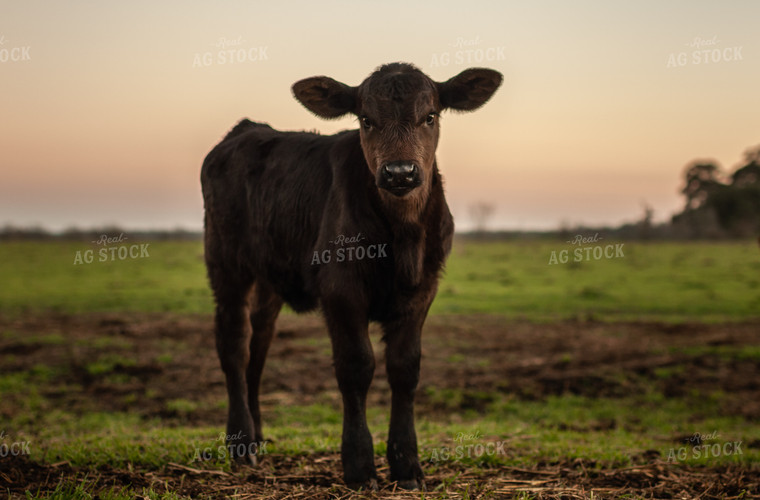 Black Angus Calf 59080