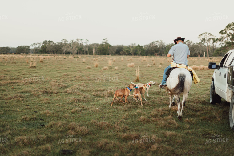 Rancher on Horse and Farm Dogs 7270