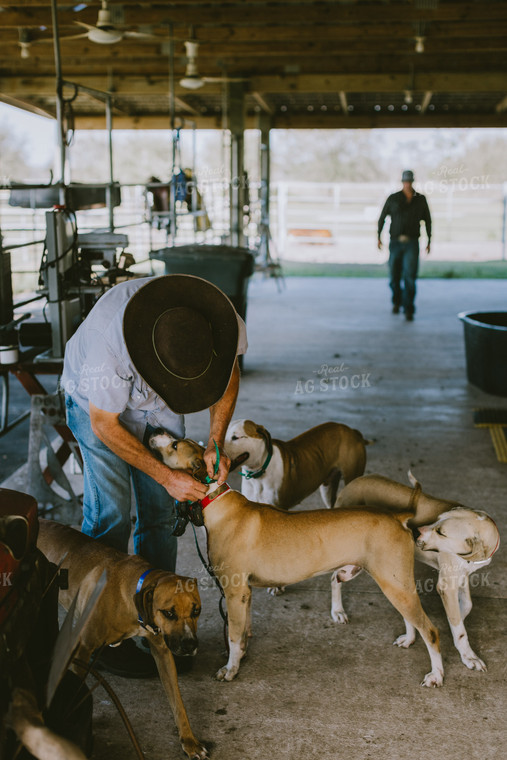 Rancher Putting Collars on Dogs 7310