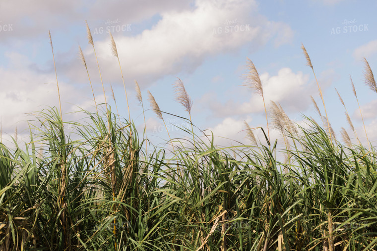 Florida Sugar Cane Field 7322