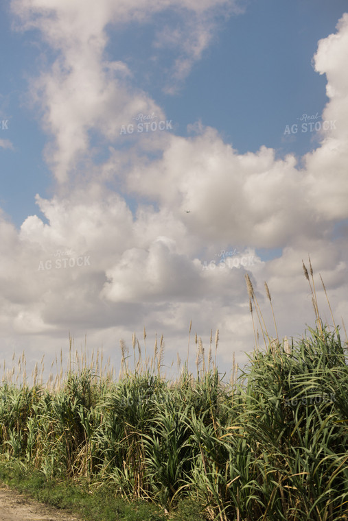 Florida Sugar Cane Field 7324