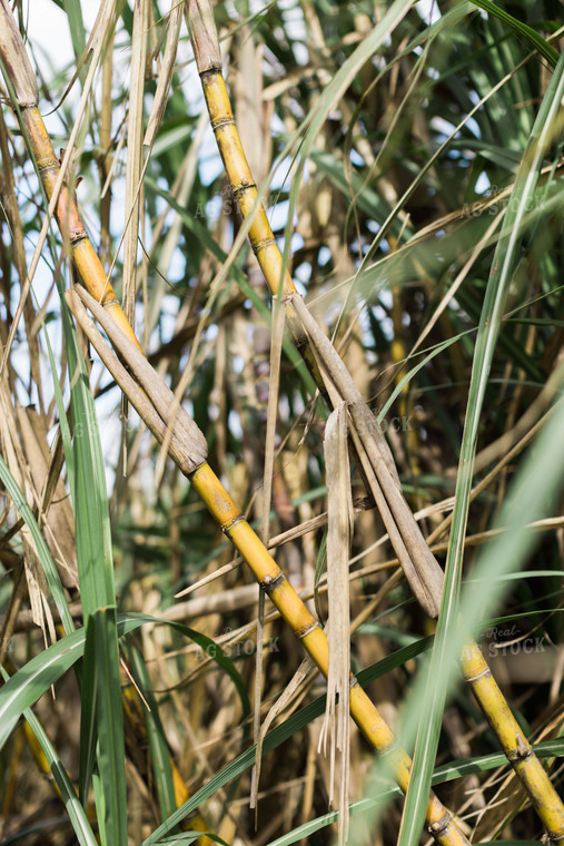 Florida Sugar Cane Field 7326