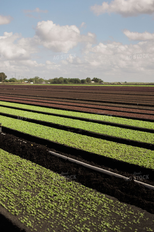 Spring Mix Lettuce Field 7330