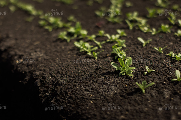 Spring Mix Lettuce Field 7331