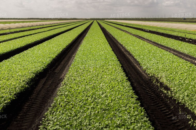 Spring Mix Lettuce Field 7338