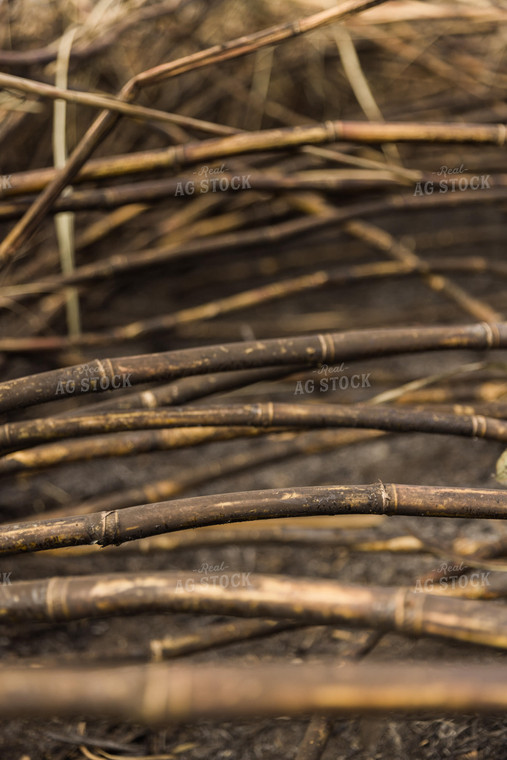 Burnt Sugar Cane Field for Harvest 7360