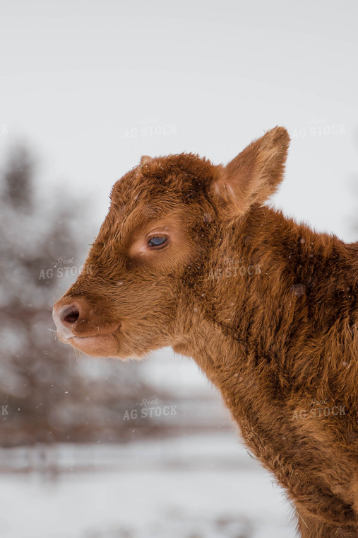 Calf in Pasture 97109