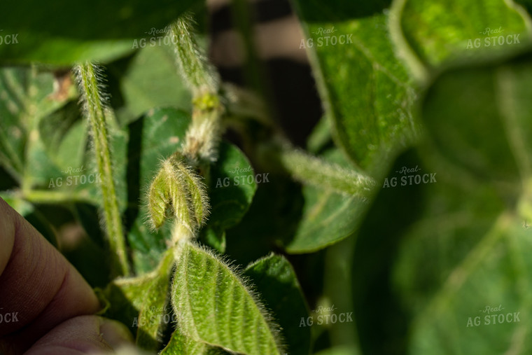 Soybean Plant 65043