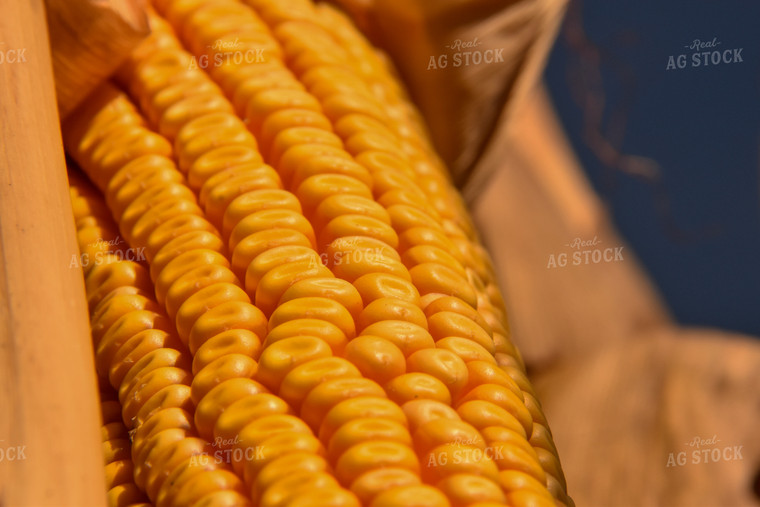 Ear of Corn 84137