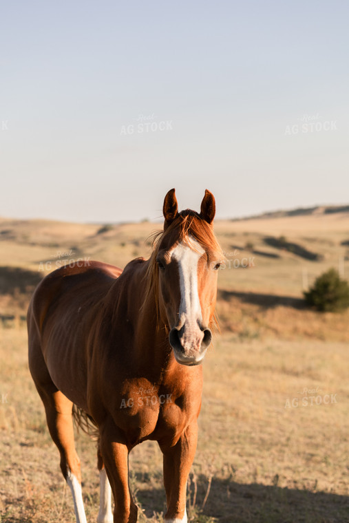 Horse in Pasture 123011