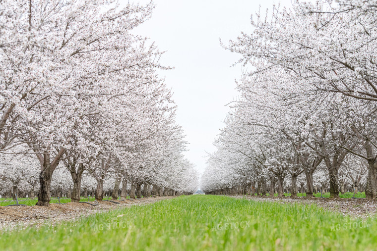 Almond Blossoms and Almond Trees 107083