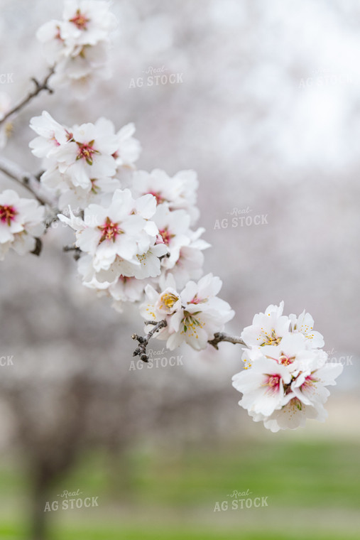 Almond Blossoms on Tree Branch 107088