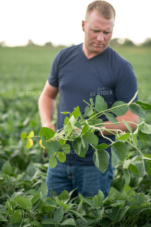 Male Farmer Holding Soybean Plant 76322