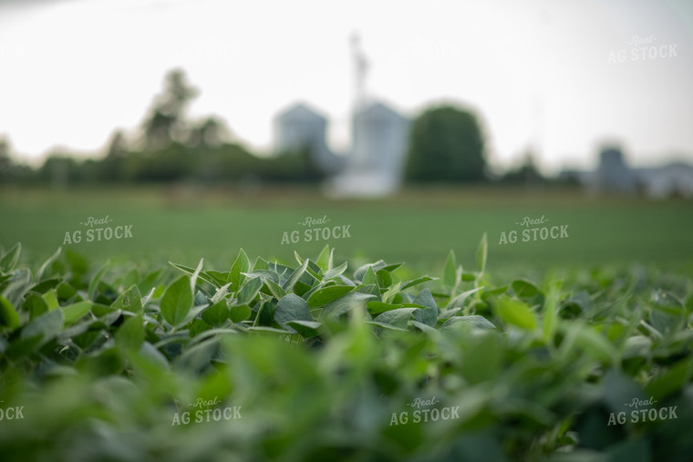 Soybean Field 76327