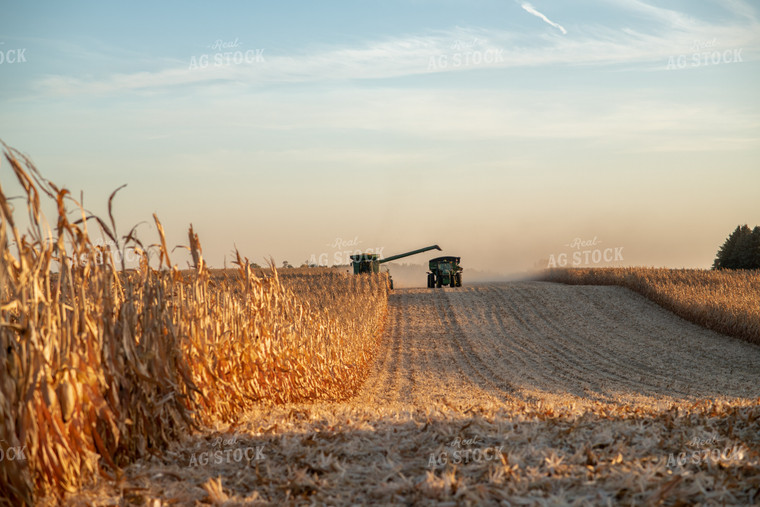 Corn Harvest 76339