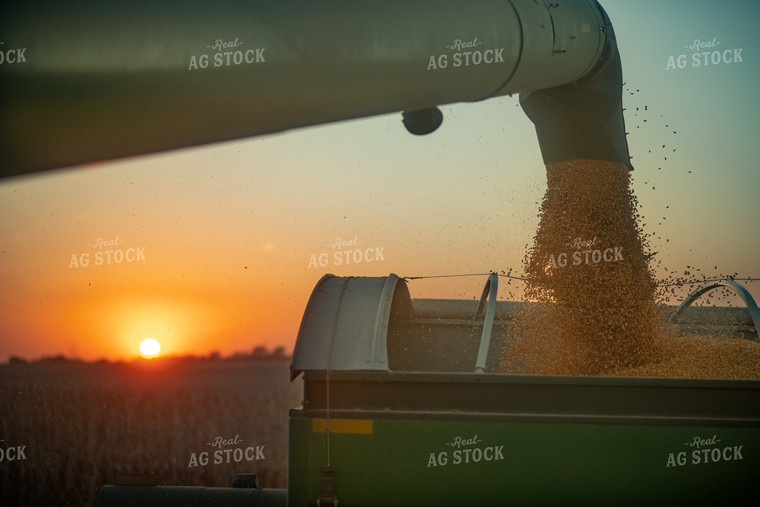 Combine Unloading Corn into Grain Cart 76341