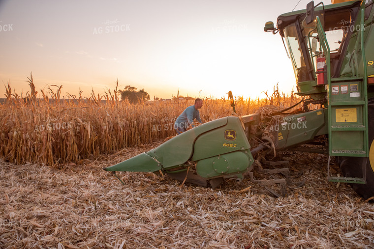 Farmer Getting Corn Out of Head 76364