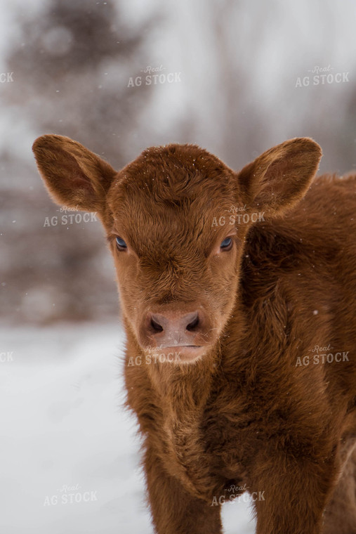 Angus Cow in Snowy Pasture 97116