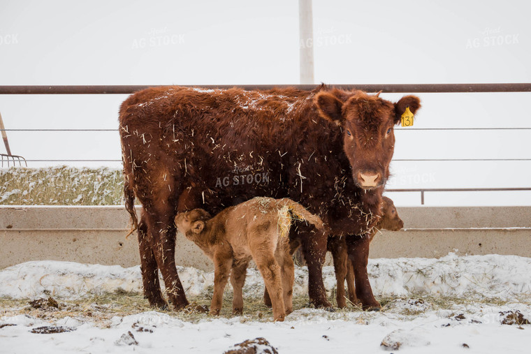 Angus Cow Nursing Calf 97117