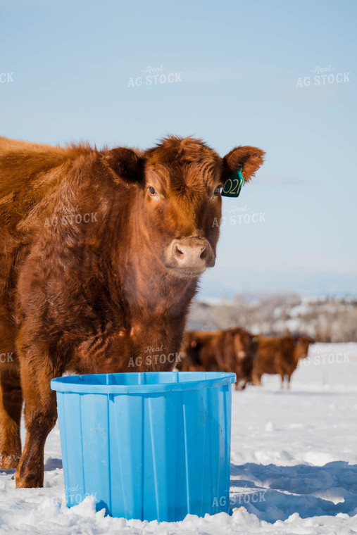 Angus Cow by Water Bucket in Pasture 97130