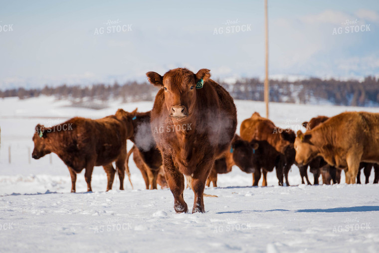 Angus Cattle in Snowy Pasture 97131