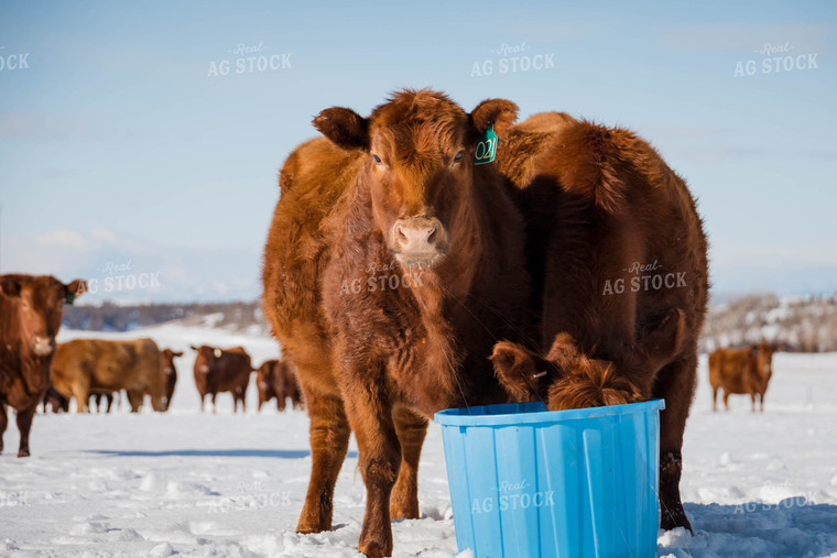 Angus Cattle by Water Bucket in Pasture 97132