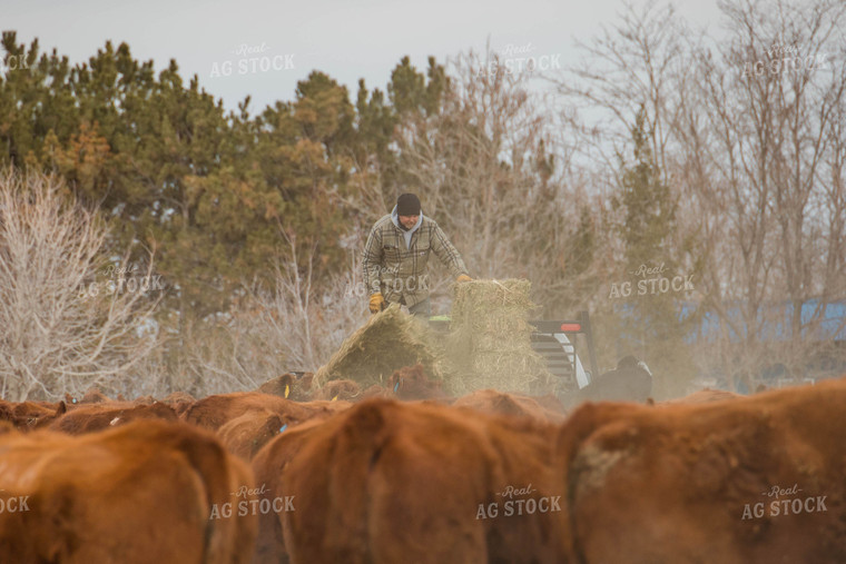 Farmer Unloading Hay for Cattle 97139