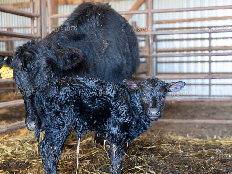 Newly Born Angus Calf with Cow 70165