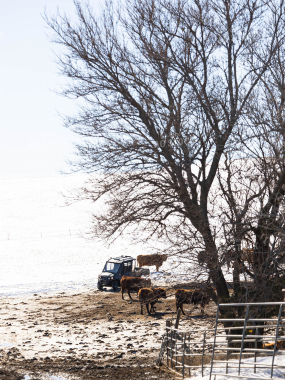Cattle in Snowy Pasture 70167