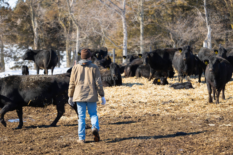 Rancher in Pasture with Cattle 70169