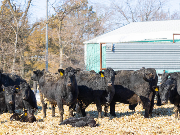 Cow and Calves in Farmyard 70170