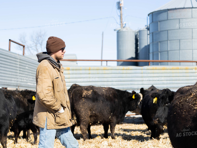 Angus Cattle in Farmyard 70174