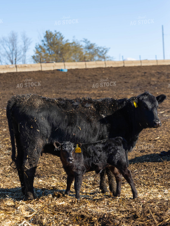 Angus Cow and Calf in Pasture 70176