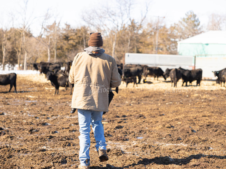 Rancher Carrying Calf in Pasture 70184