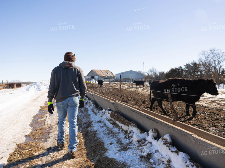 Rancher Walking Past Cattle in Farmyard 70187