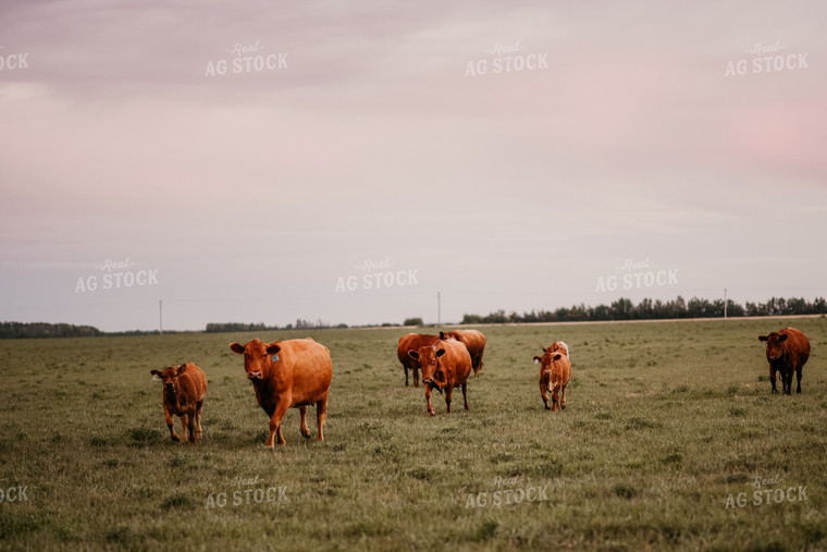 Angus Cattle in Pasture 64238