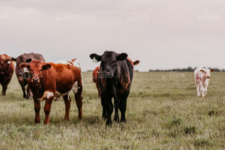 Cattle in Pasture 64239