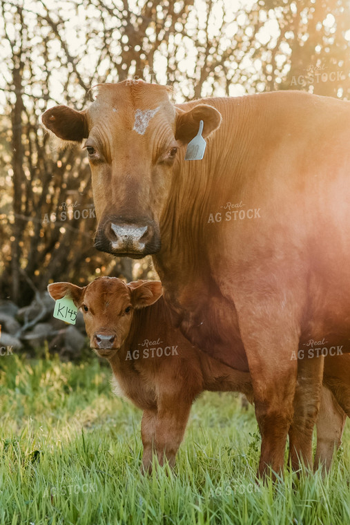 Cow and Calf in Pasture 64245