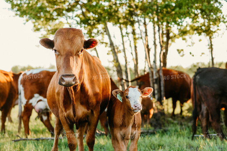 Cattle in Pasture 64247