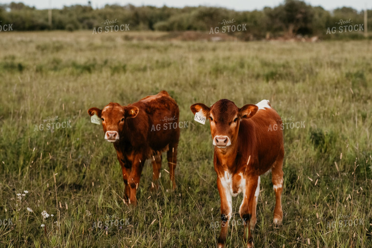 Calves in Pasture 64287