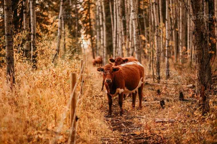 Cattle in Pasture 64292