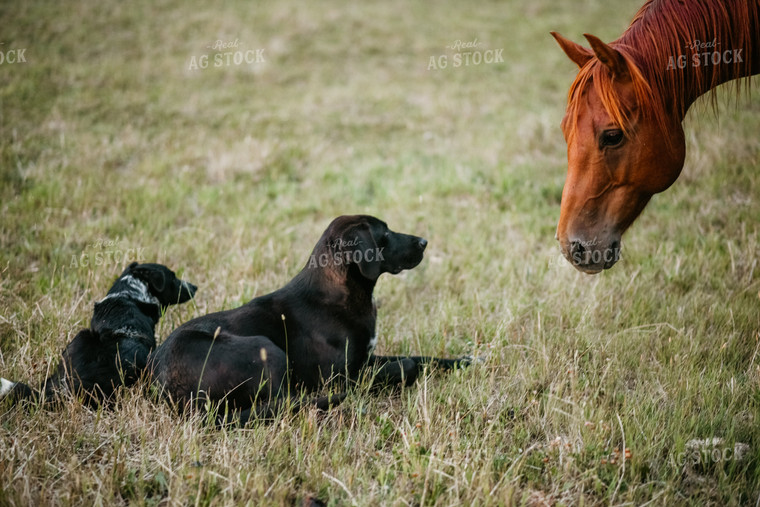 Dog and Horse in Grass 64295